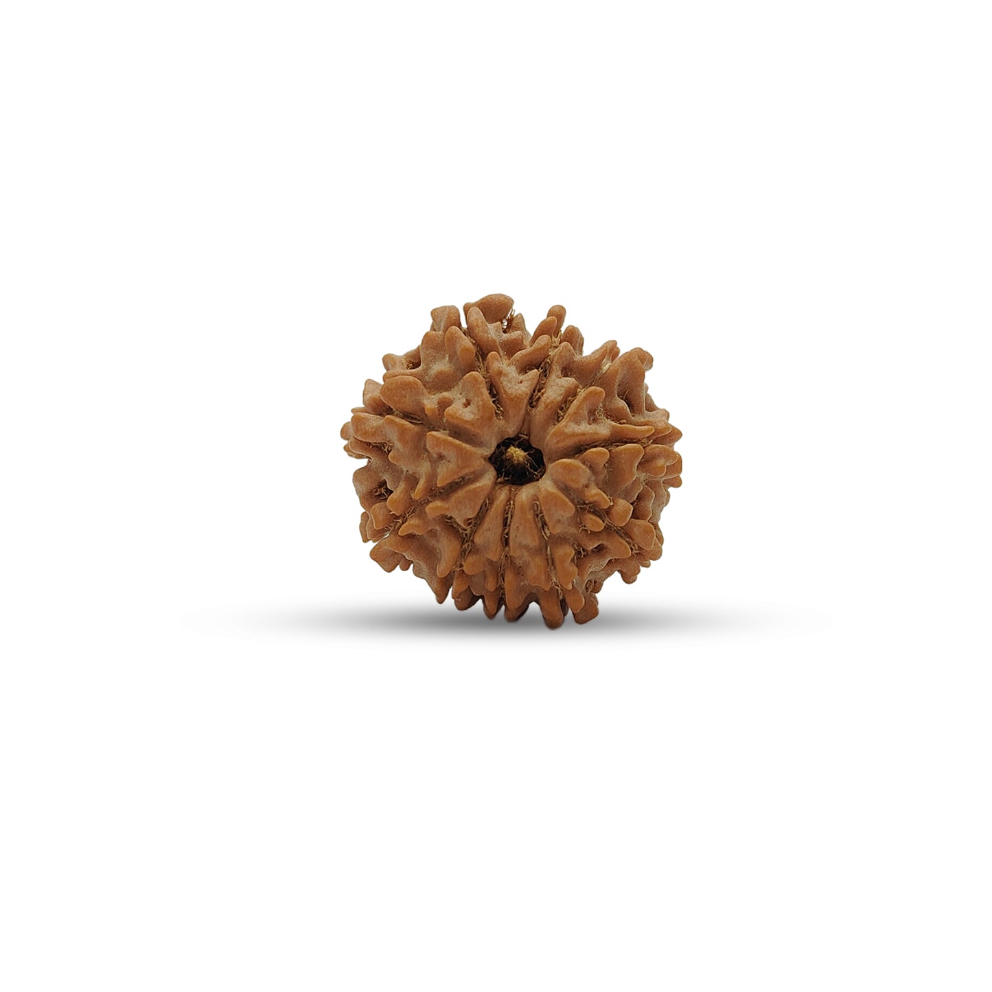 Nepali 10 Mukhi Rudraksha (Lab Certified)