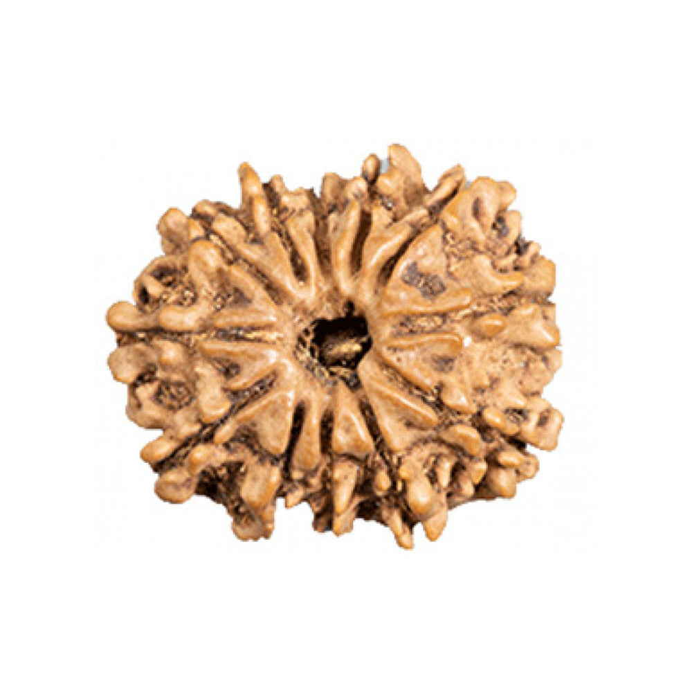 12 Mukhi Rudraksha
