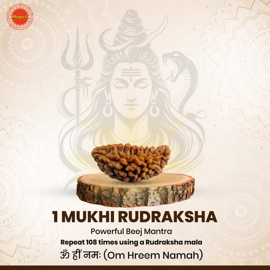 Nepali 1 Mukhi Rudraksha (Lab Certified)
