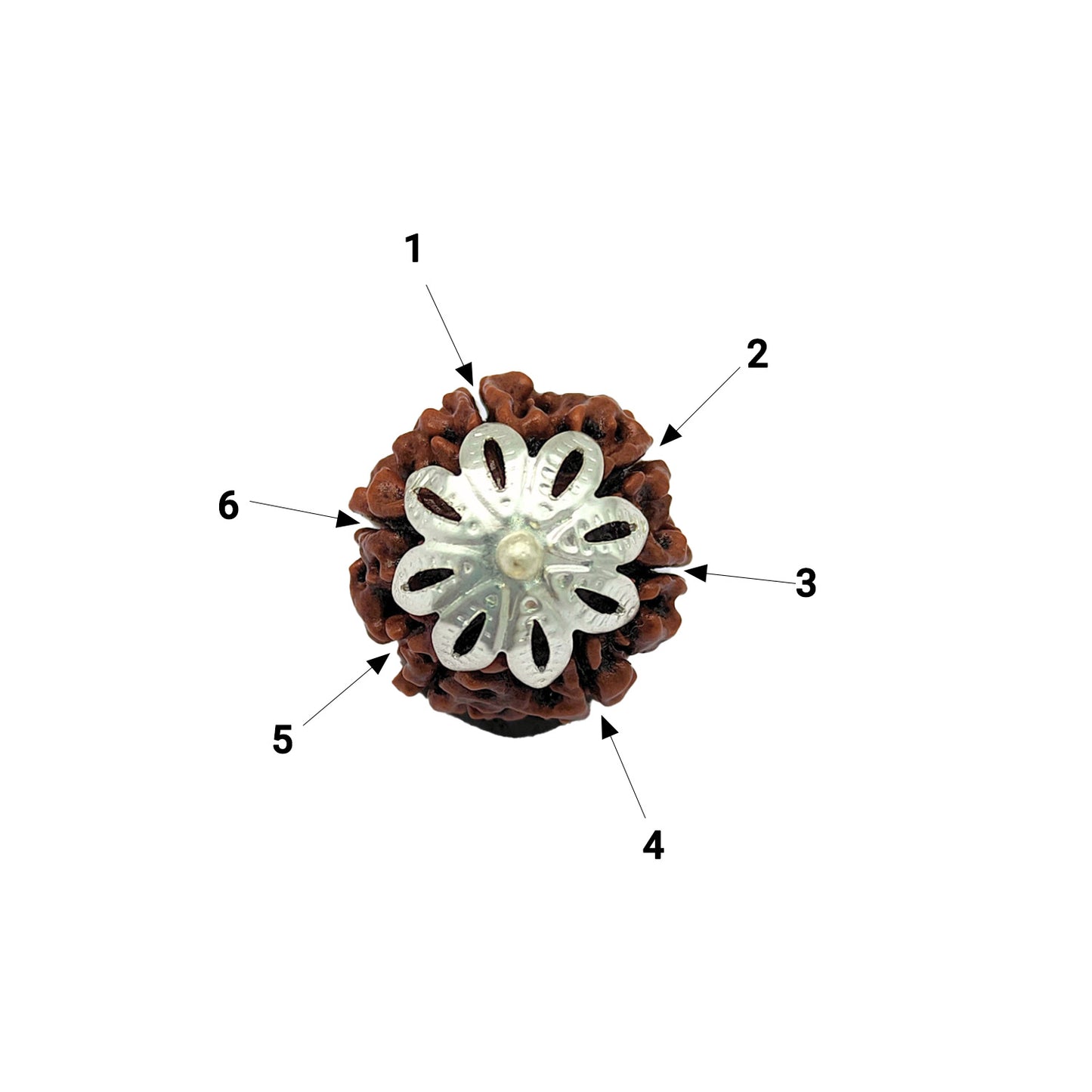 6 Mukhi Rudraksha