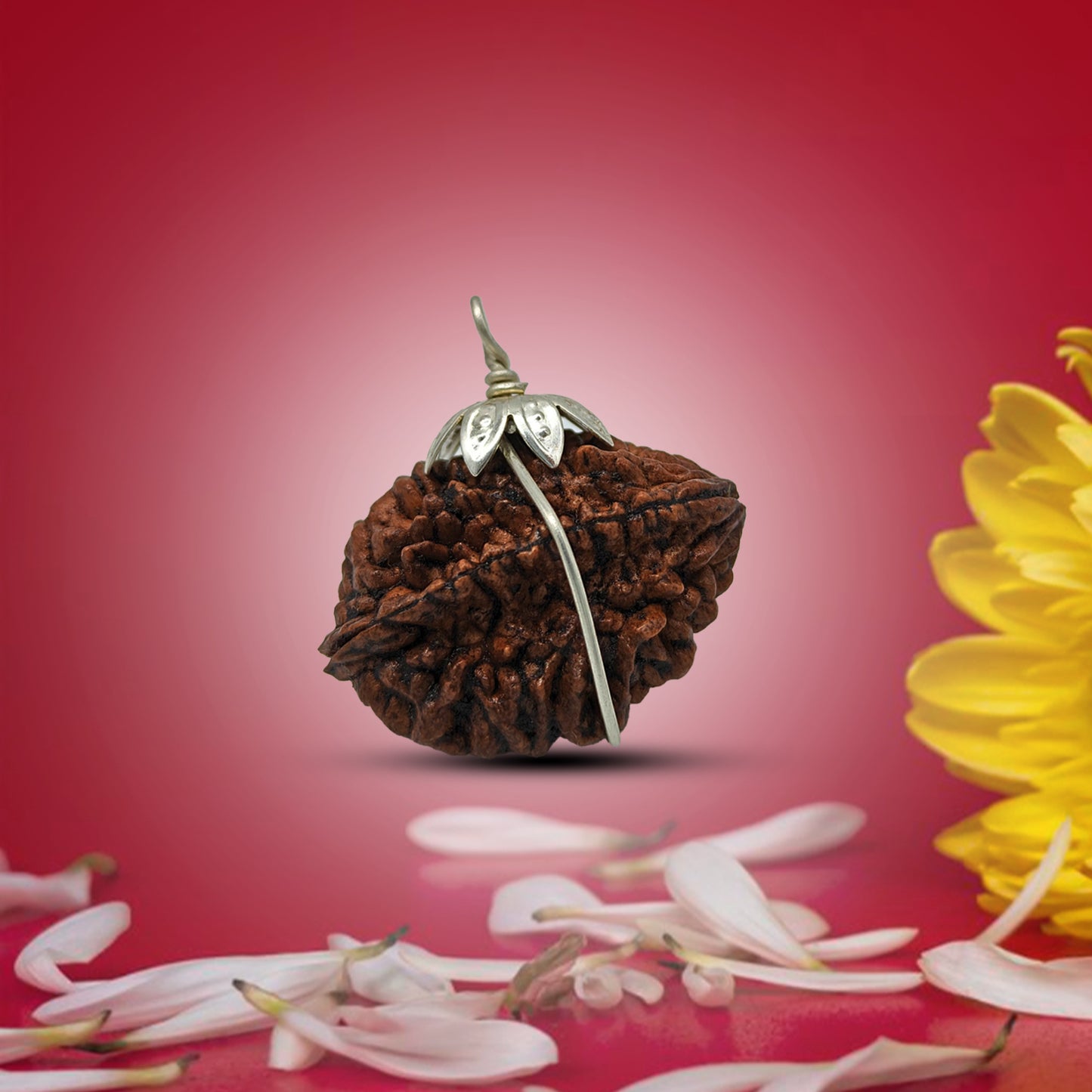 2 Mukhi Rudraksha
