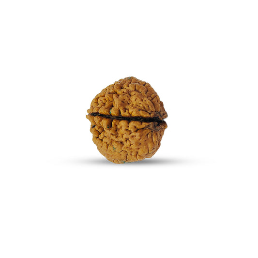 Nepali 2 Mukhi Rudraksha (Lab Certified)