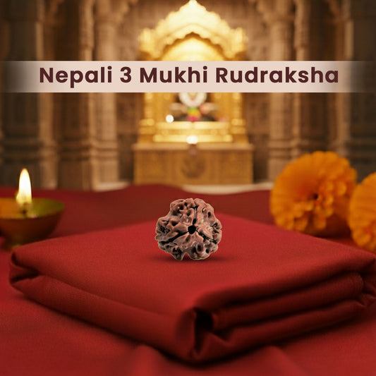 Nepali 3 Mukhi Rudraksha (Lab Certified)