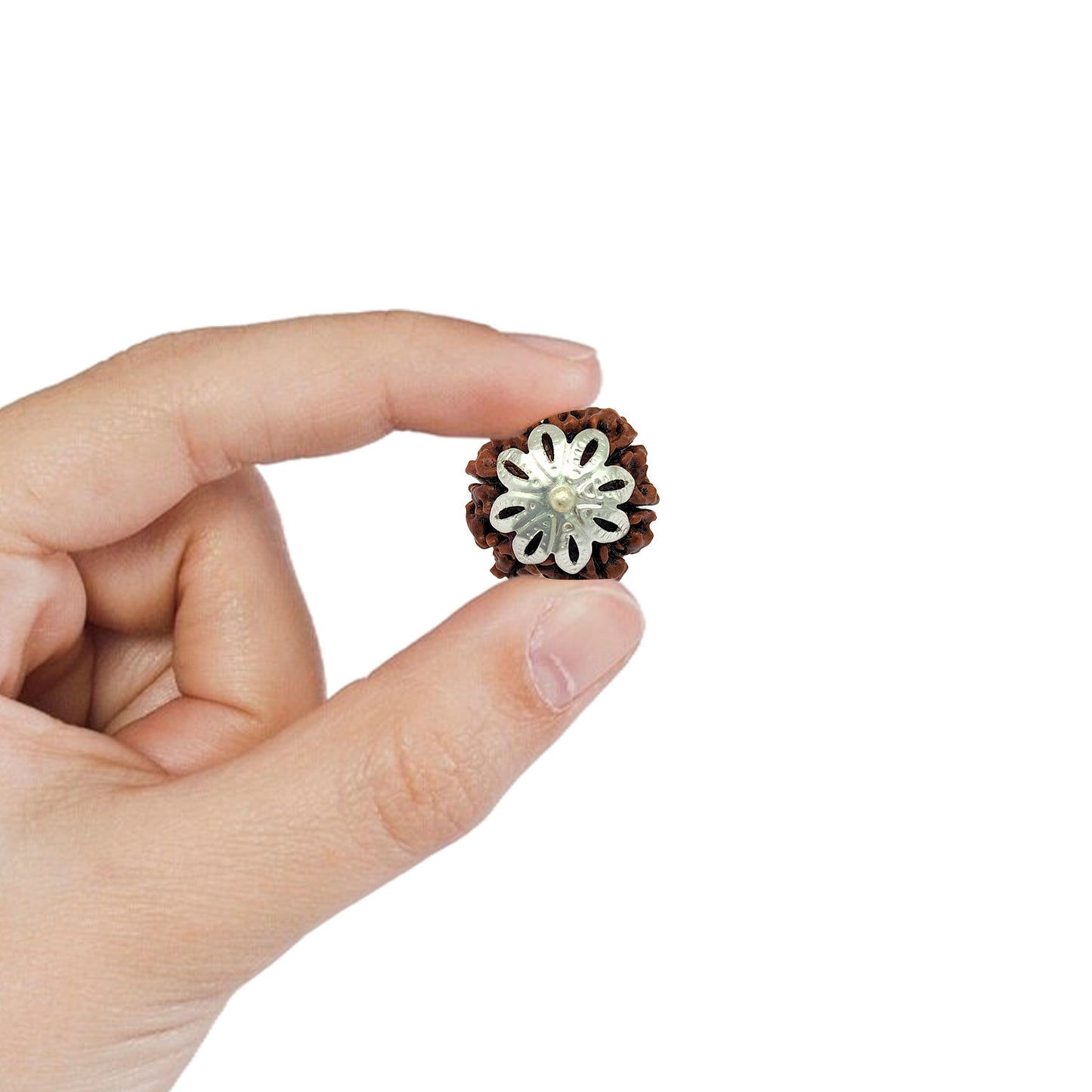 6 Mukhi Rudraksha