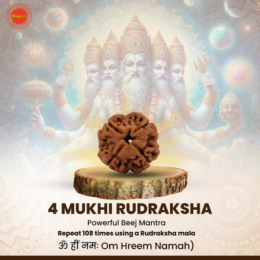 Nepali 4 Mukhi Rudraksha (Lab Certified)
