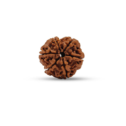 Nepali 6 Mukhi Rudraksha (Lab Certified)