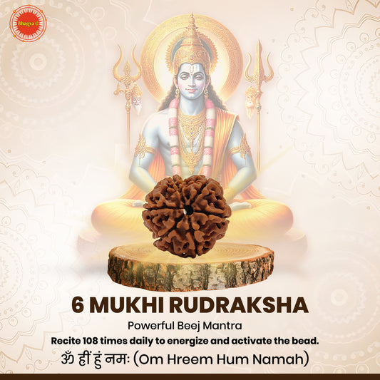 Nepali 6 Mukhi Rudraksha (Lab Certified)