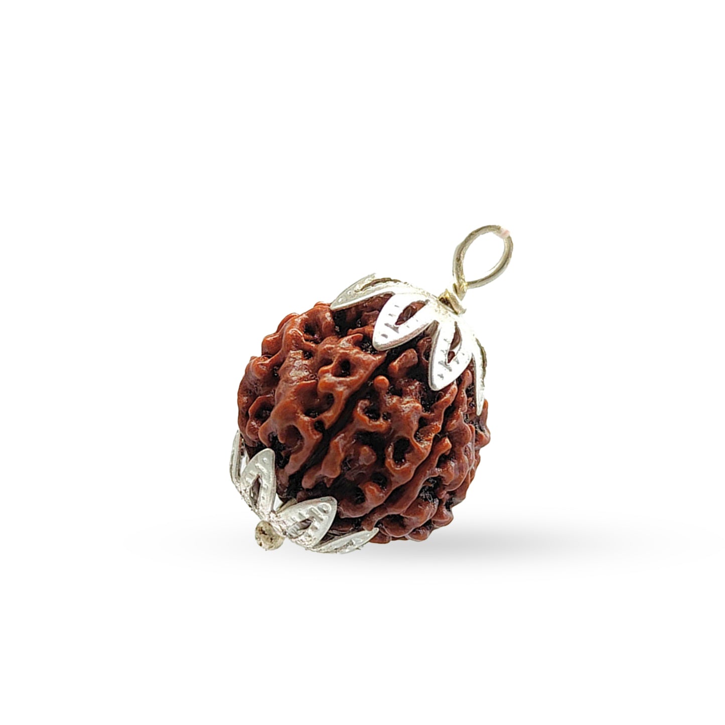 6 Mukhi Rudraksha