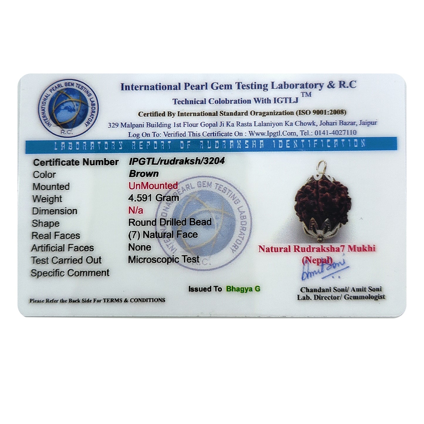 Nepali 7 Mukhi Rudraksha (Lab Certified)