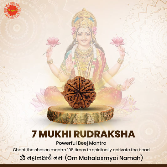 Nepali 7 Mukhi Rudraksha (Lab Certified)