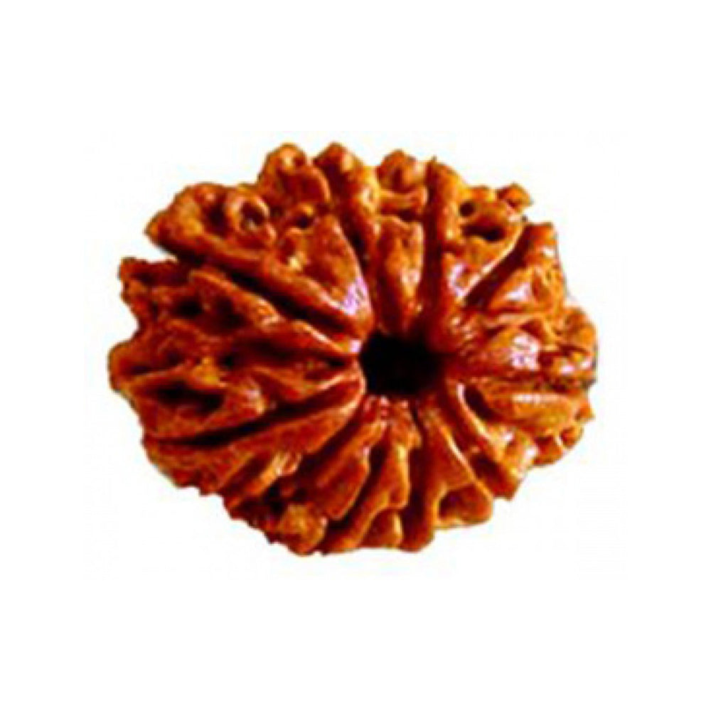 9 Mukhi Rudraksha