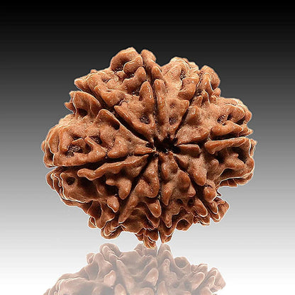 8 Mukhi Rudraksha