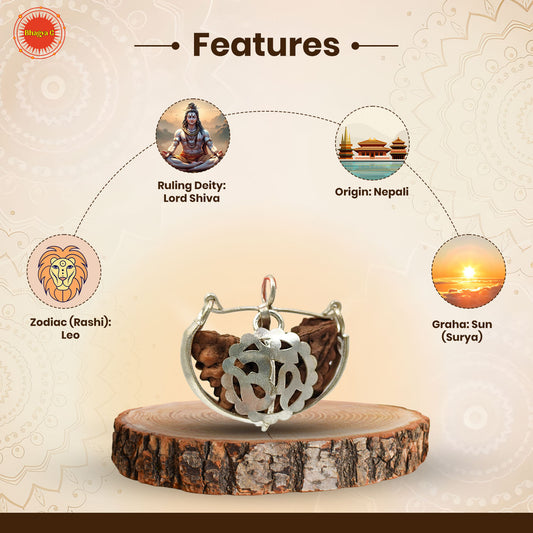 1 Mukhi Rudraksha (Nepali)