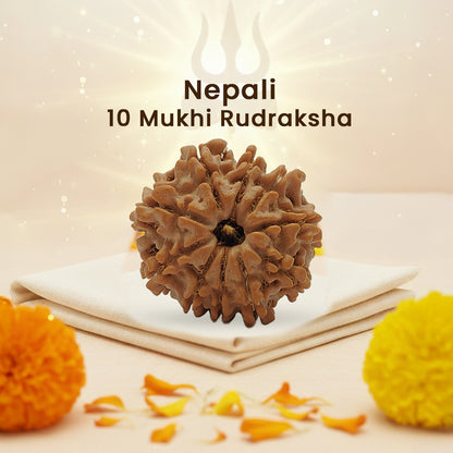 Nepali 10 Mukhi Rudraksha (Lab Certified)