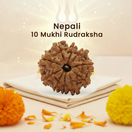 Nepali 10 Mukhi Rudraksha (Lab Certified)