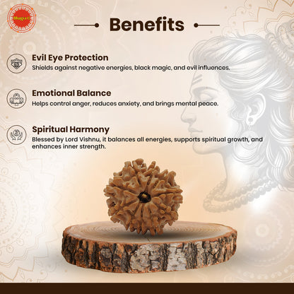 Nepali 10 Mukhi Rudraksha (Lab Certified)