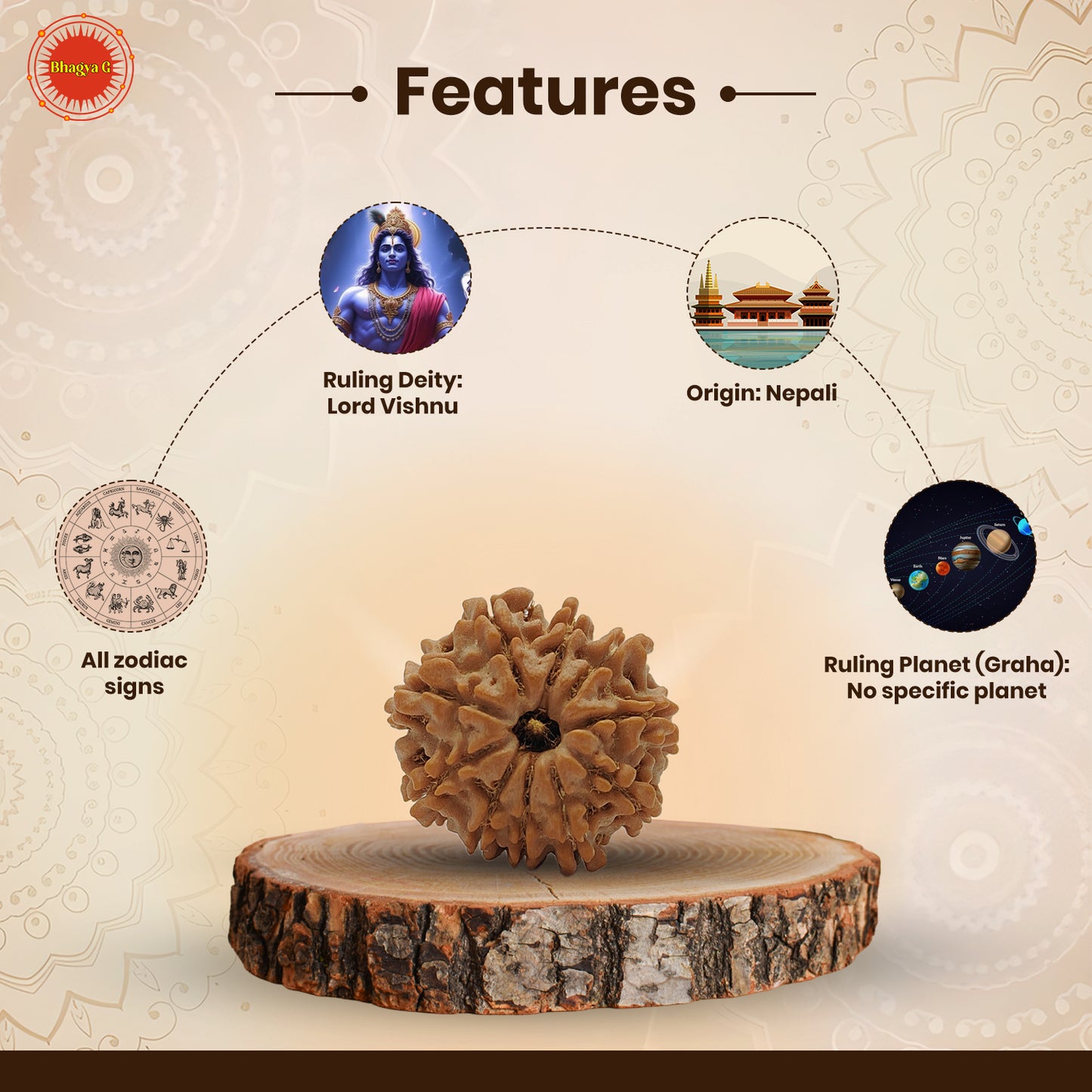 Nepali 10 Mukhi Rudraksha (Lab Certified)