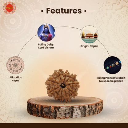 Nepali 10 Mukhi Rudraksha (Lab Certified)