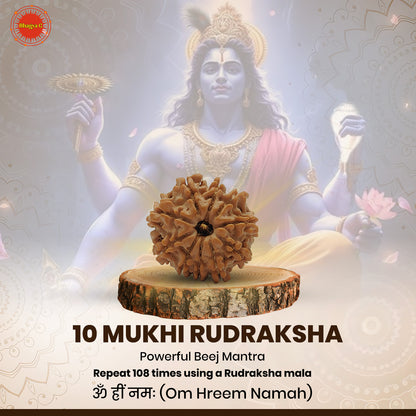 Nepali 10 Mukhi Rudraksha (Lab Certified)