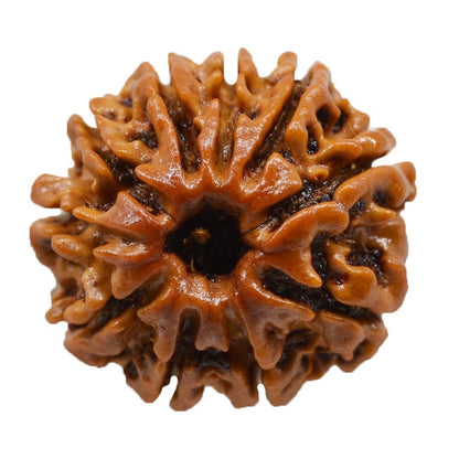 10 MUKHI RUDRAKSHA