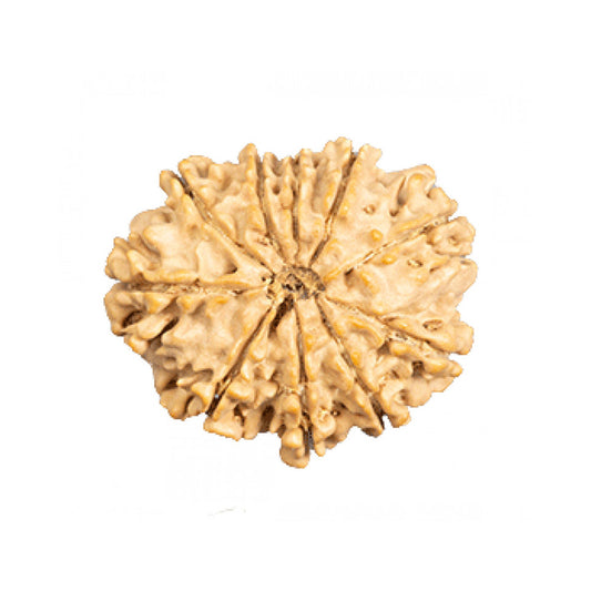 10 MUKHI RUDRAKSHA