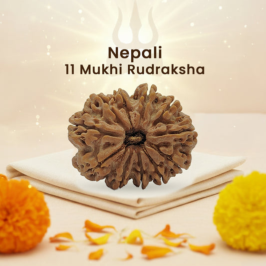 Nepali 11 Mukhi Rudraksha (Lab Certified)