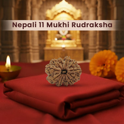 Nepali 11 Mukhi Rudraksha (Lab Certified)