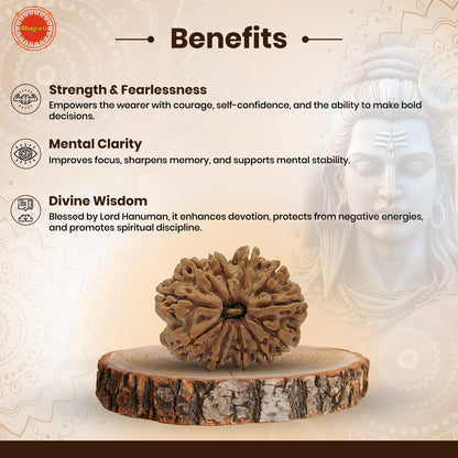 Nepali 11 Mukhi Rudraksha (Lab Certified)