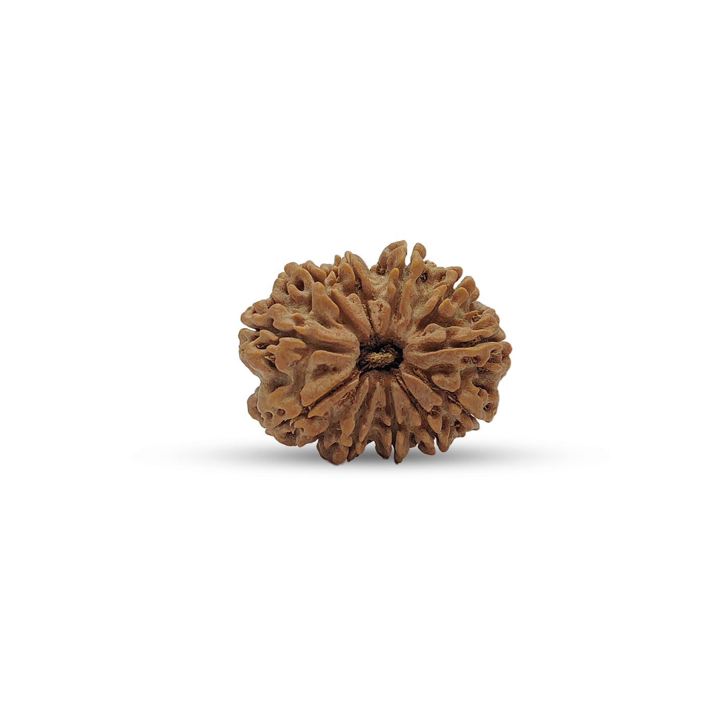 Nepali 11 Mukhi Rudraksha (Lab Certified)