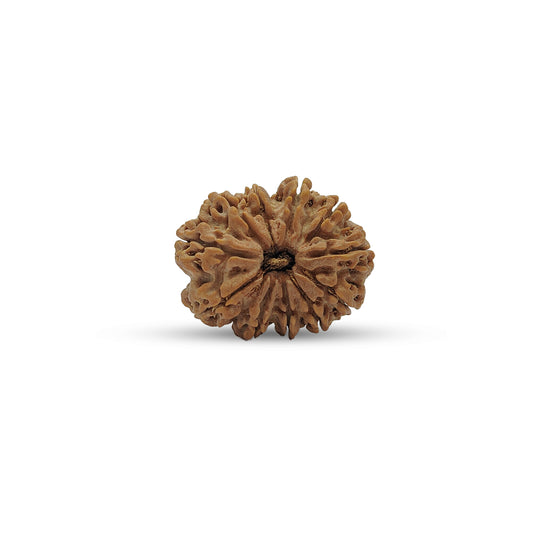 Nepali 11 Mukhi Rudraksha (Lab Certified)