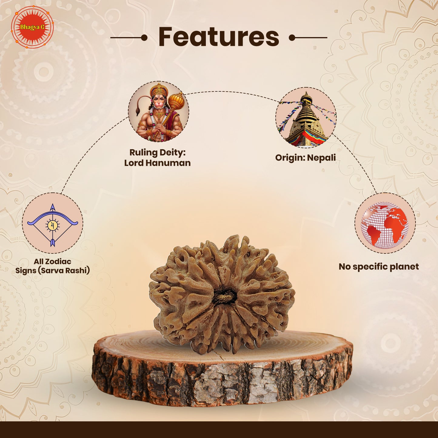 Nepali 11 Mukhi Rudraksha (Lab Certified)