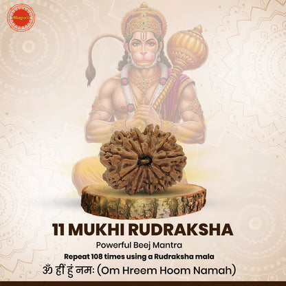 Nepali 11 Mukhi Rudraksha (Lab Certified)