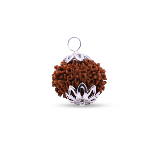Nepali 12 Mukhi Rudraksha (Lab Certified)