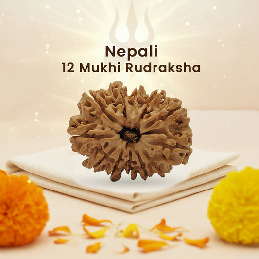 Nepali 12 Mukhi Rudraksha (Lab Certified)