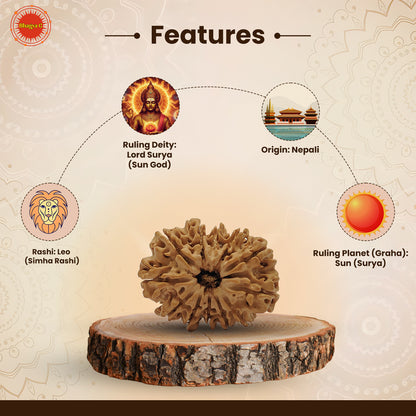 Nepali 12 Mukhi Rudraksha (Lab Certified)