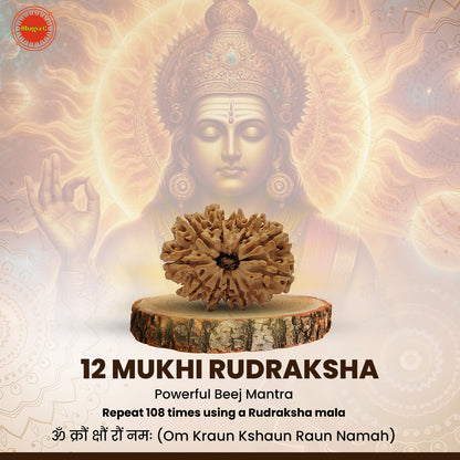 Nepali 12 Mukhi Rudraksha (Lab Certified)