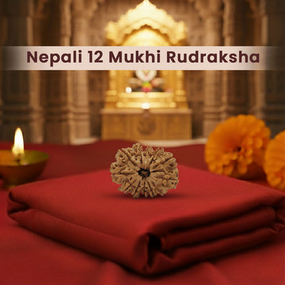 Nepali 12 Mukhi Rudraksha (Lab Certified)