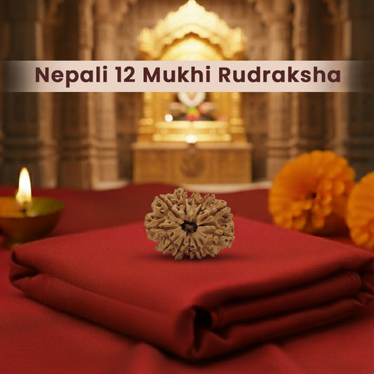 Nepali 12 Mukhi Rudraksha (Lab Certified)
