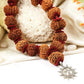 12 Mukhi Rudraksha