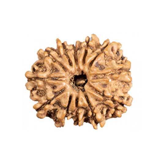 12 Mukhi Rudraksha