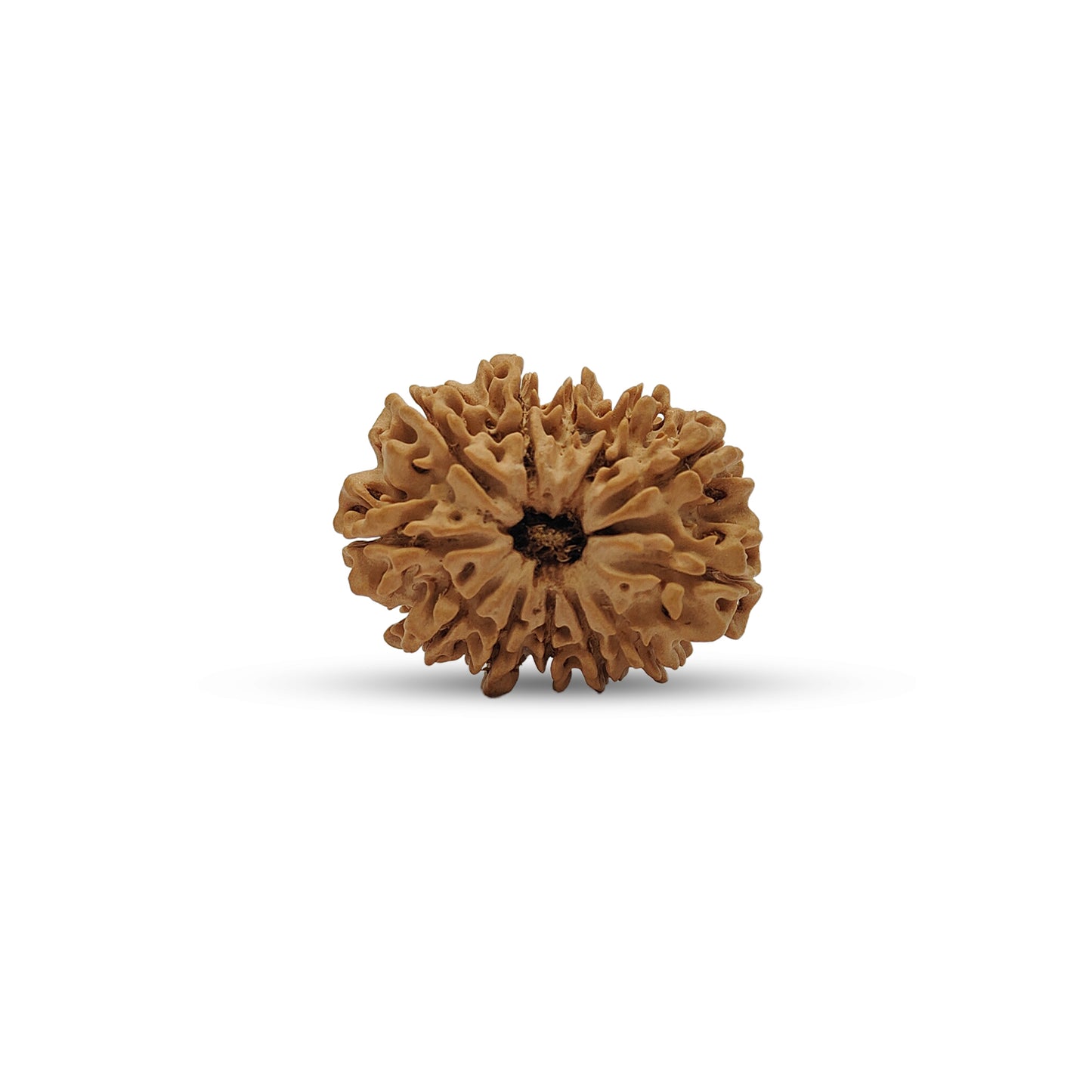 Nepali 12 Mukhi Rudraksha (Lab Certified)
