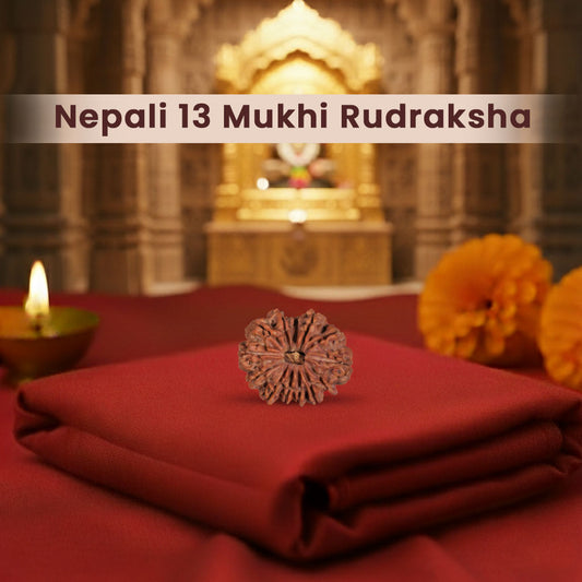 Nepali 13 Mukhi Rudraksha (Lab Certified)