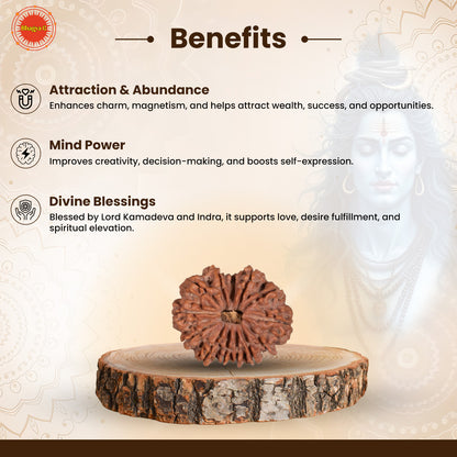 Nepali 13 Mukhi Rudraksha (Lab Certified)