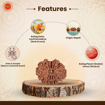 Nepali 13 Mukhi Rudraksha (Lab Certified)