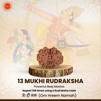 Nepali 13 Mukhi Rudraksha (Lab Certified)