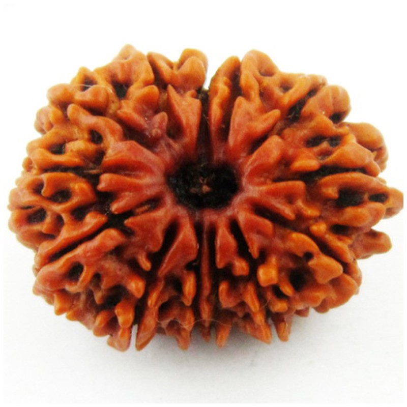 13 Mukhi Rudraksha