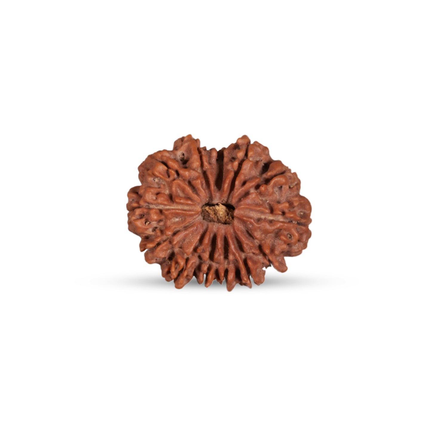 Nepali 13 Mukhi Rudraksha (Lab Certified)