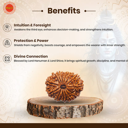 14 Mukhi Rudraksha (Nepali)