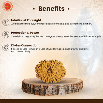 Nepali 14 Mukhi Rudraksha (Lab Certified)