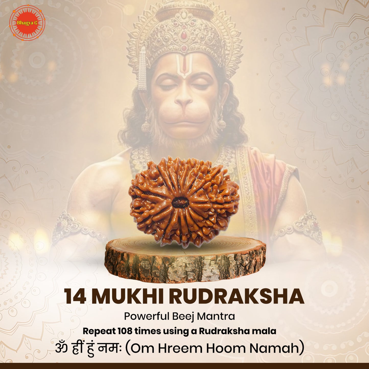 14 Mukhi Rudraksha (Nepali)